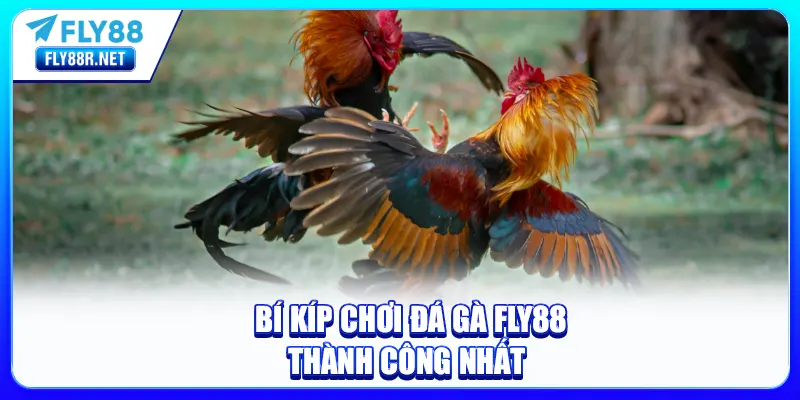 Bí kíp chơi Đá Gà FLY88 thành công nhất